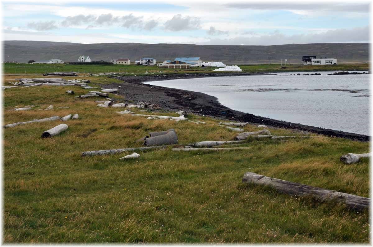 Island, Westfjorde, Treibholz