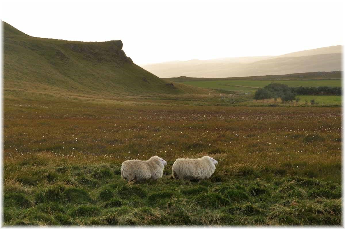 Island, Westfjorde, Schafe