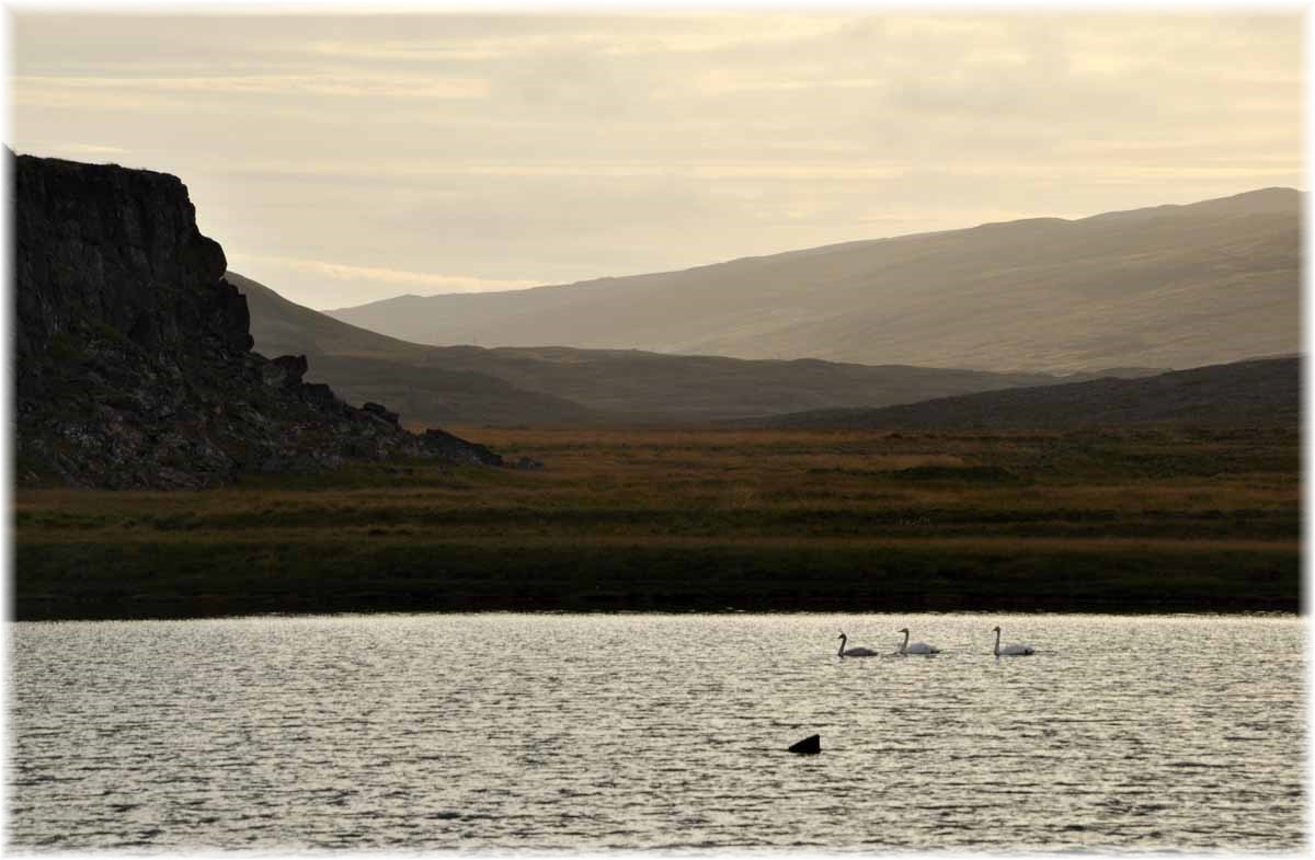 Island, Westfjorde, Schwäne