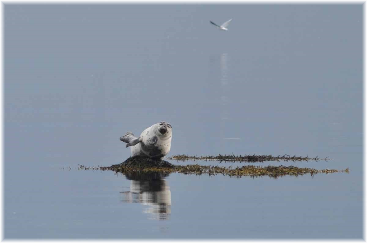 Island, Westfjorde, Seehund