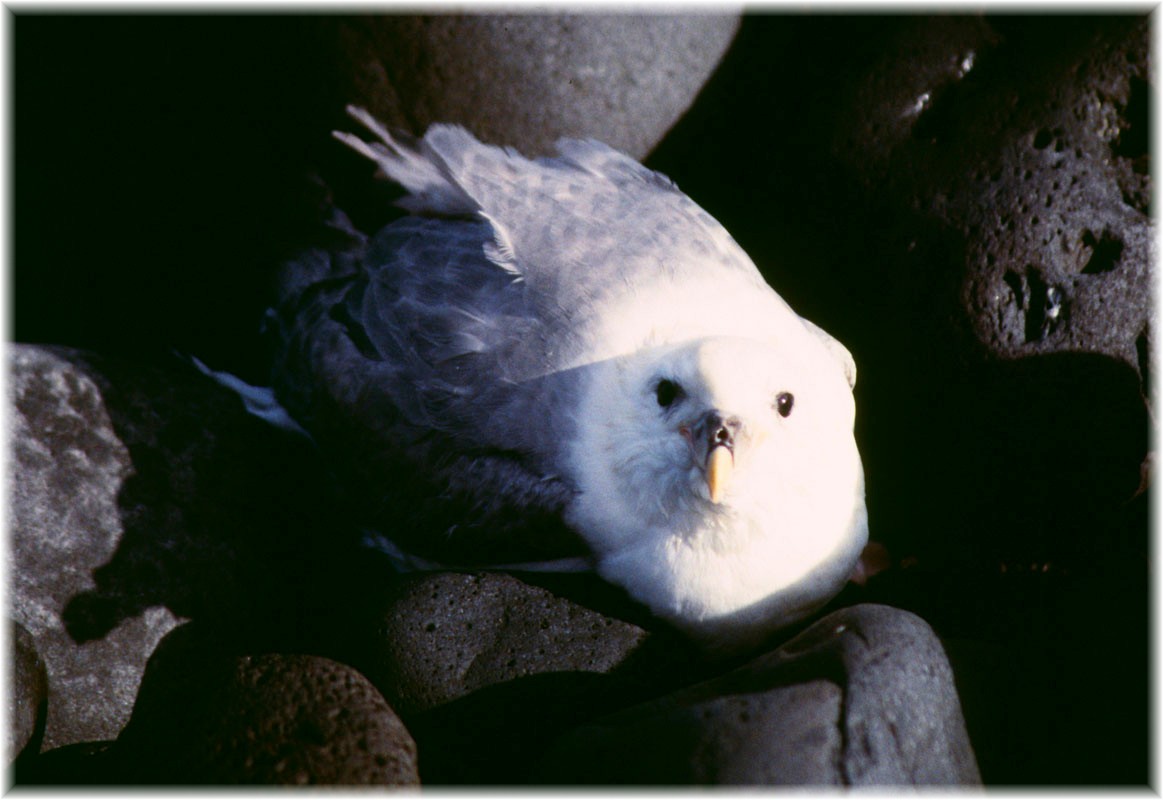 Island, Vestmannaeyjar