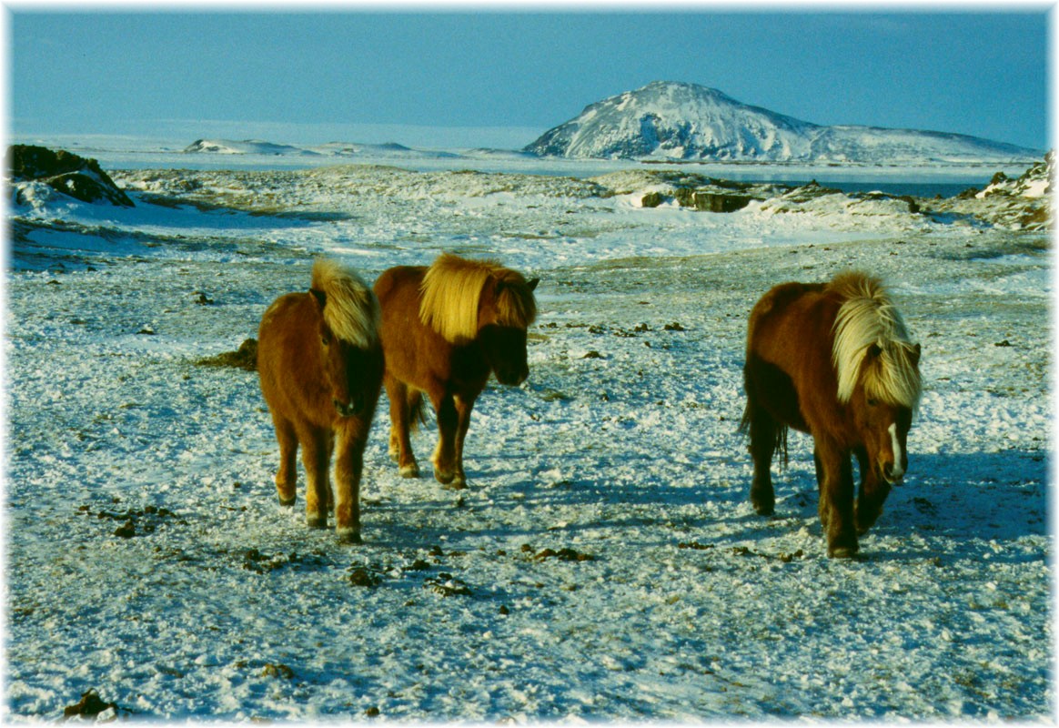 Island, Islandpferde am Mvatn, im Hintergrund der Vindbelgur
