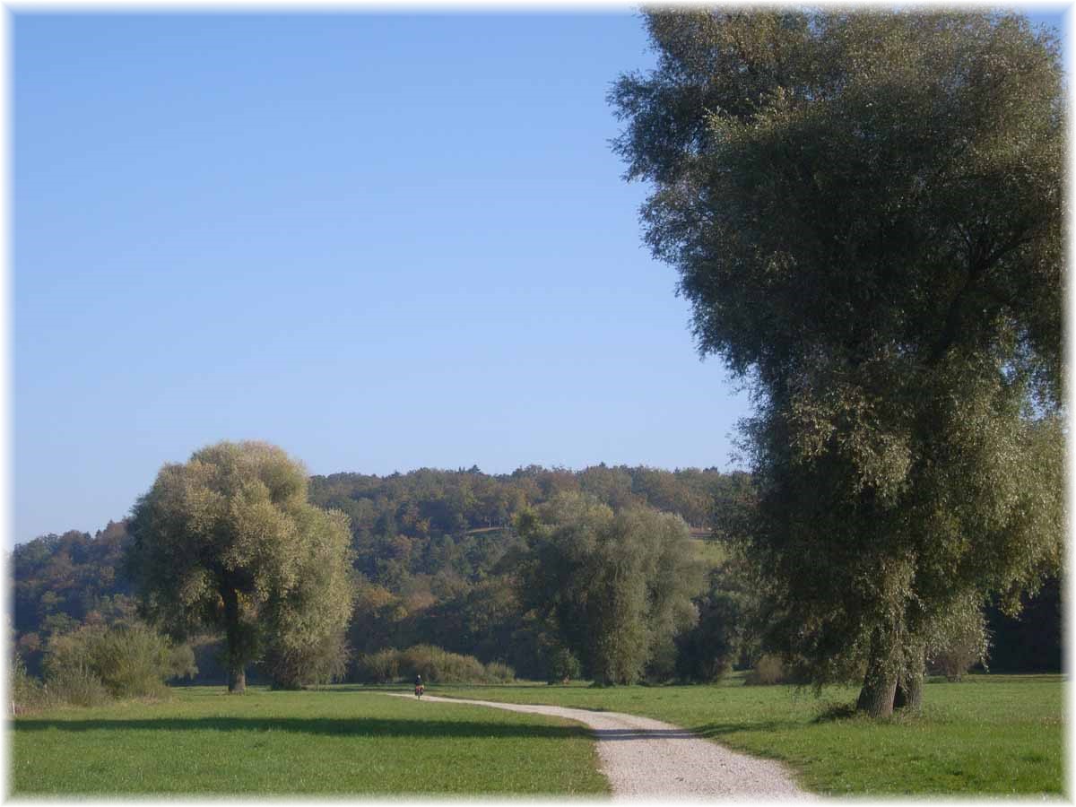 Auenlandschaft an der Donau