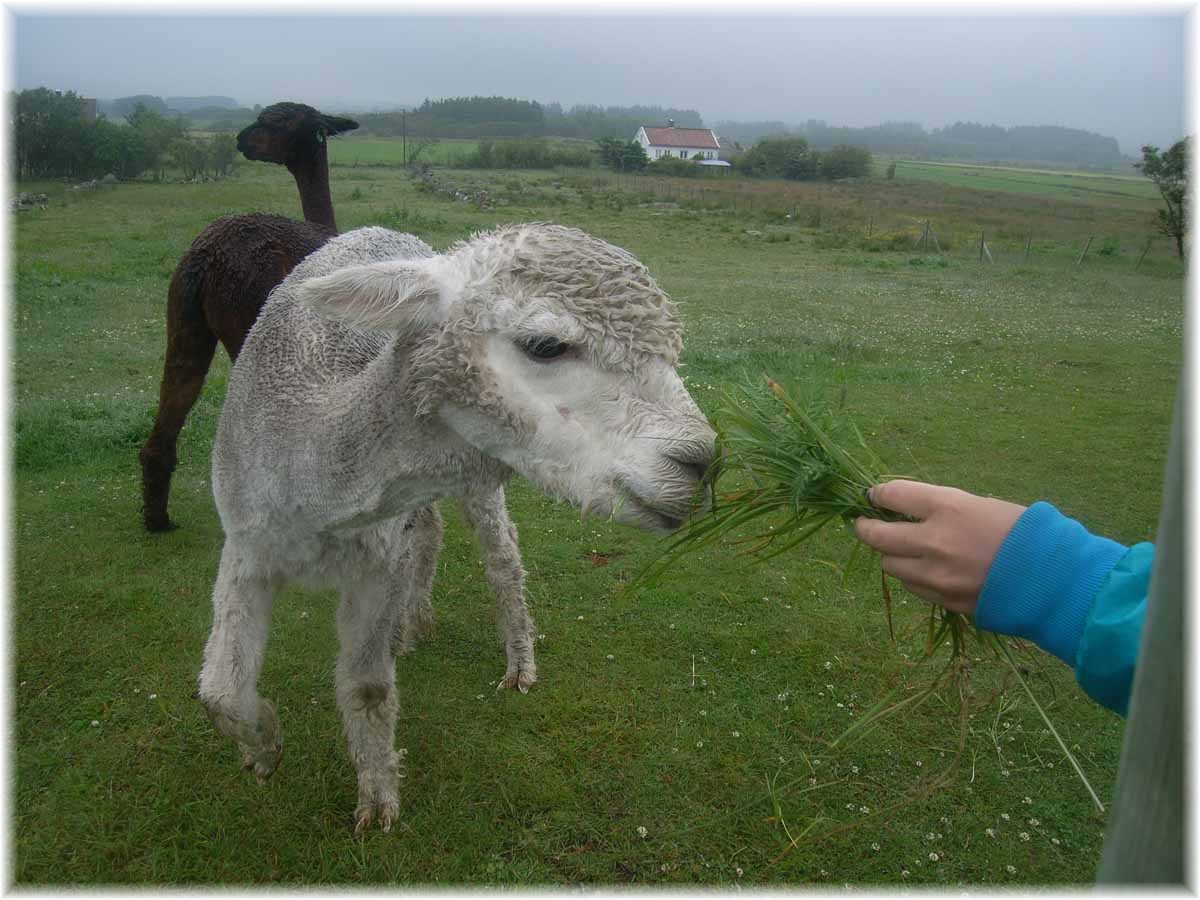 Nordseeküstenradweg, North Sea Cycle Route, Norwegen, Alpacas