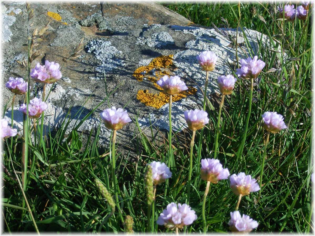 Nordseeküstenradweg, North Sea Cycle Route, Schottland, Shetlands, Sumburgh Head