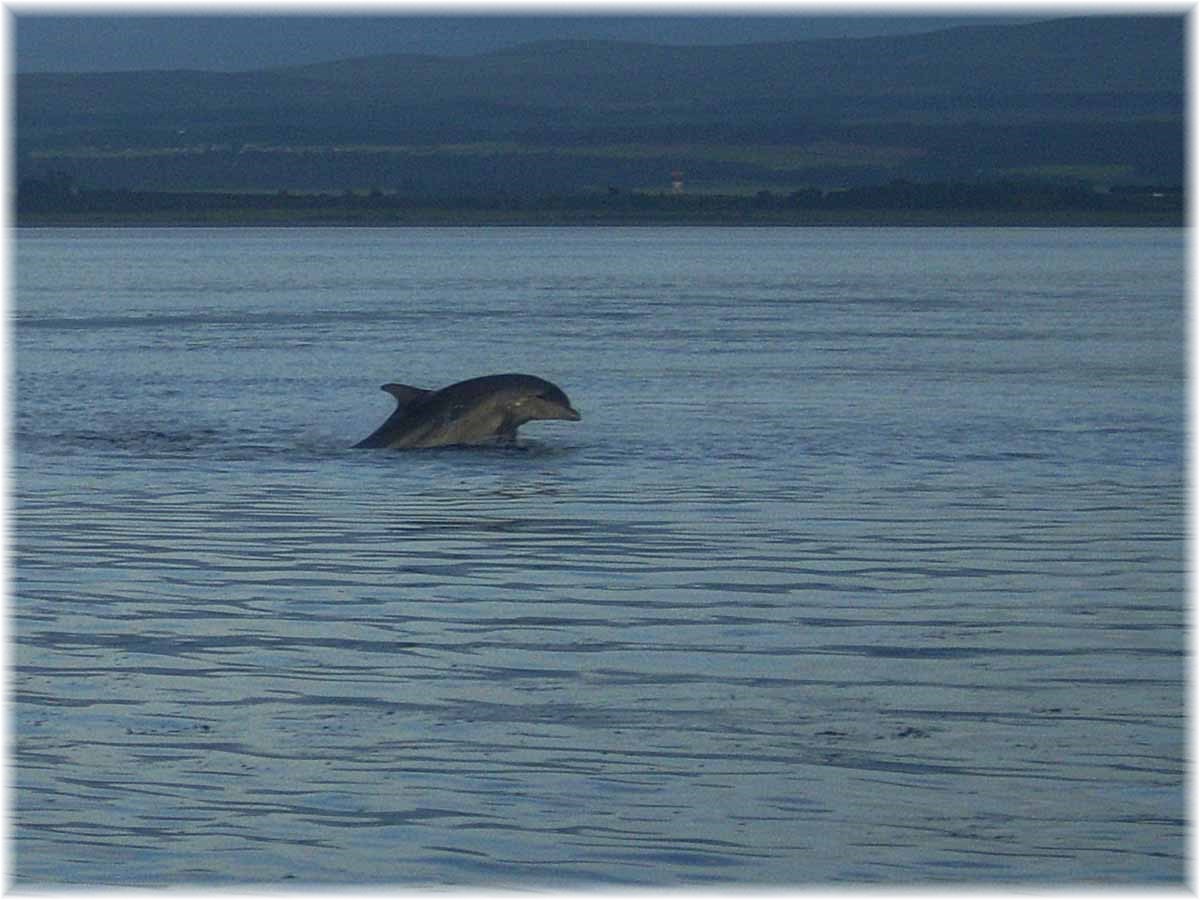 Nordseeküstenradweg, North Sea Cycle Route, Schottland, Delfine im Moray Firth