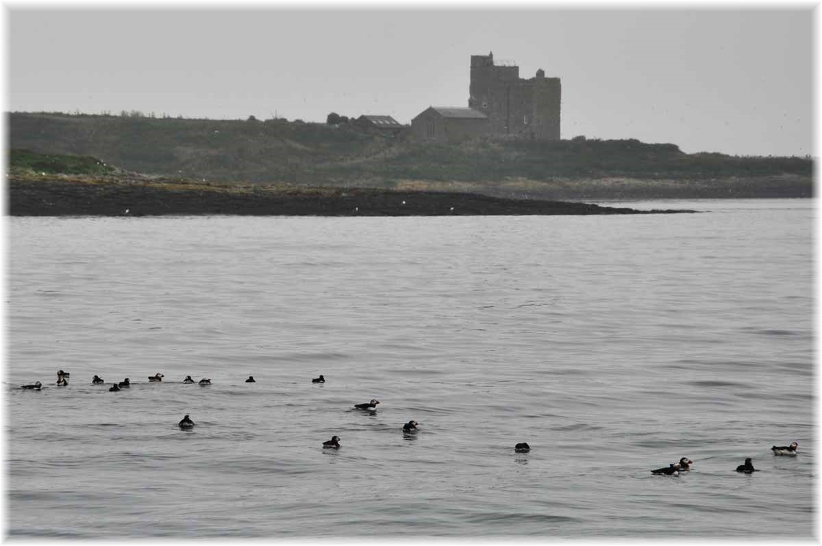 Nordseeküstenradweg, North Sea Cycle Route, England, Papageitaucher vor Bamburgh Castle