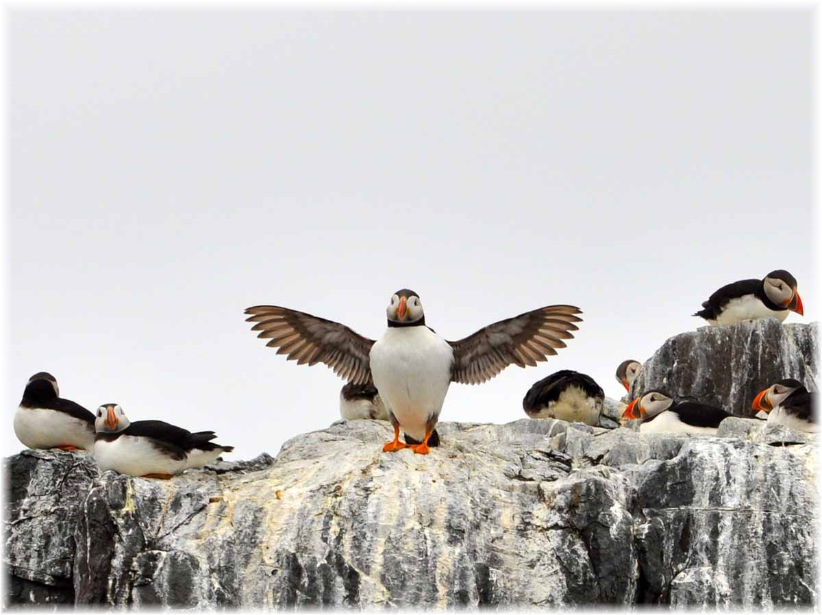 Nordseeküstenradweg, North Sea Cycle Route, England, Papageitaucher auf den Farne Islands