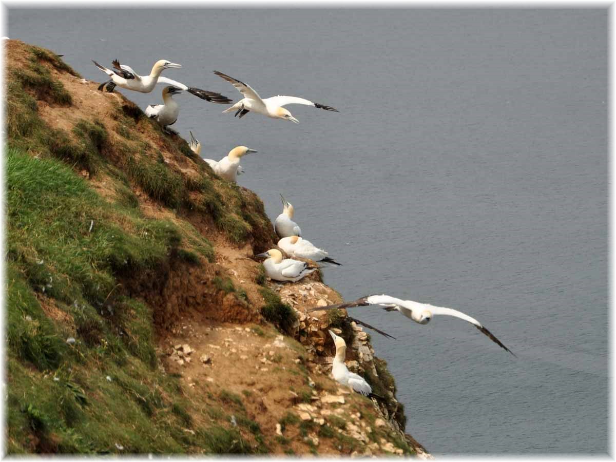 Nordseeküstenradweg, North Sea Cycle Route, England, Bempton Cliffs