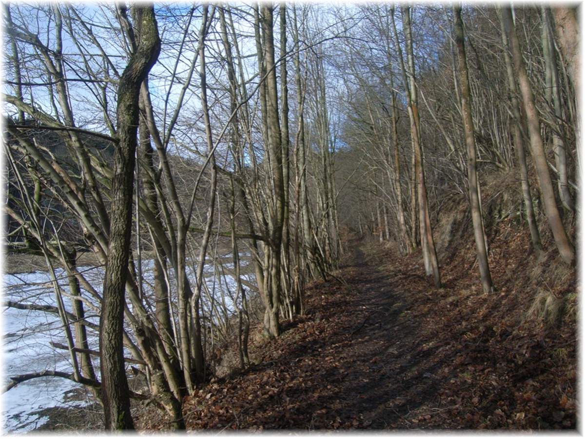 Sonniger Waldweg