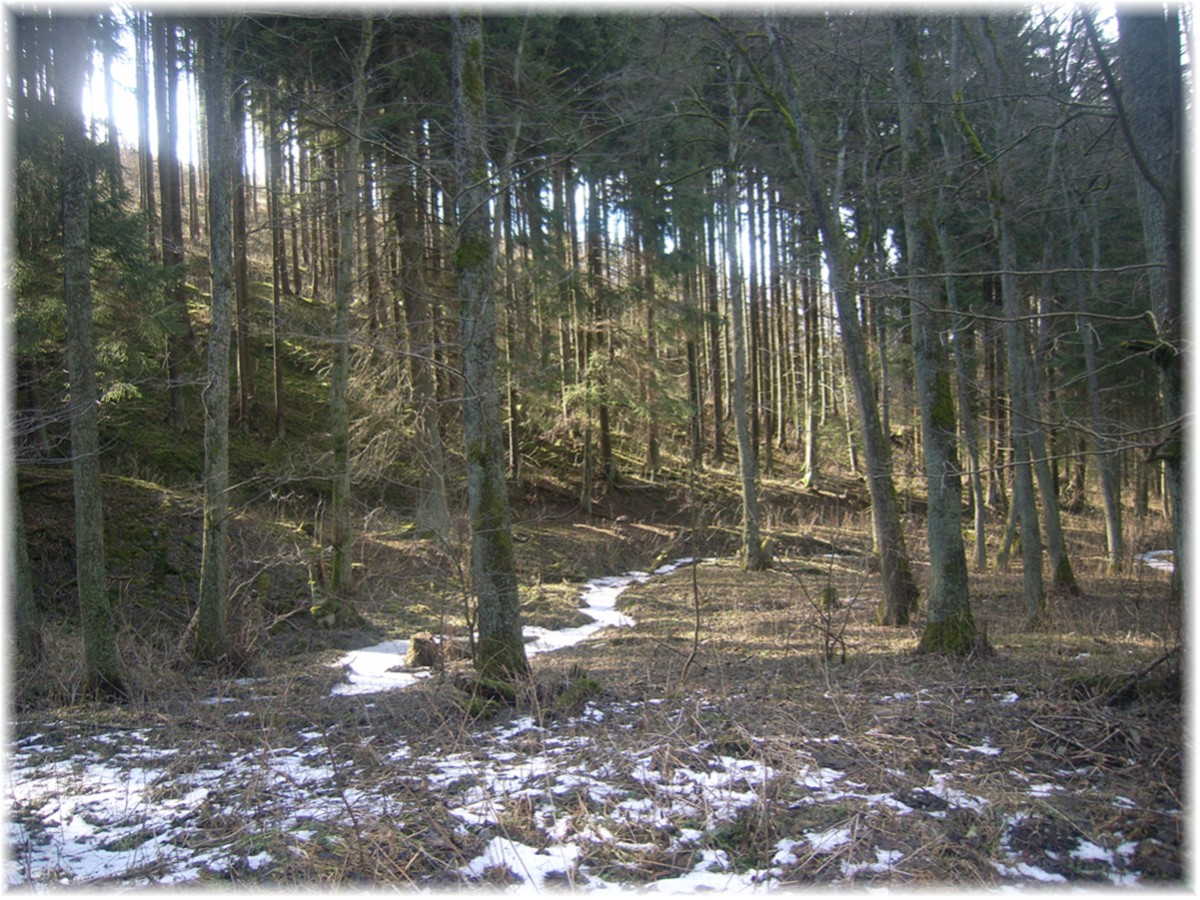 Sonnenlicht im Wald