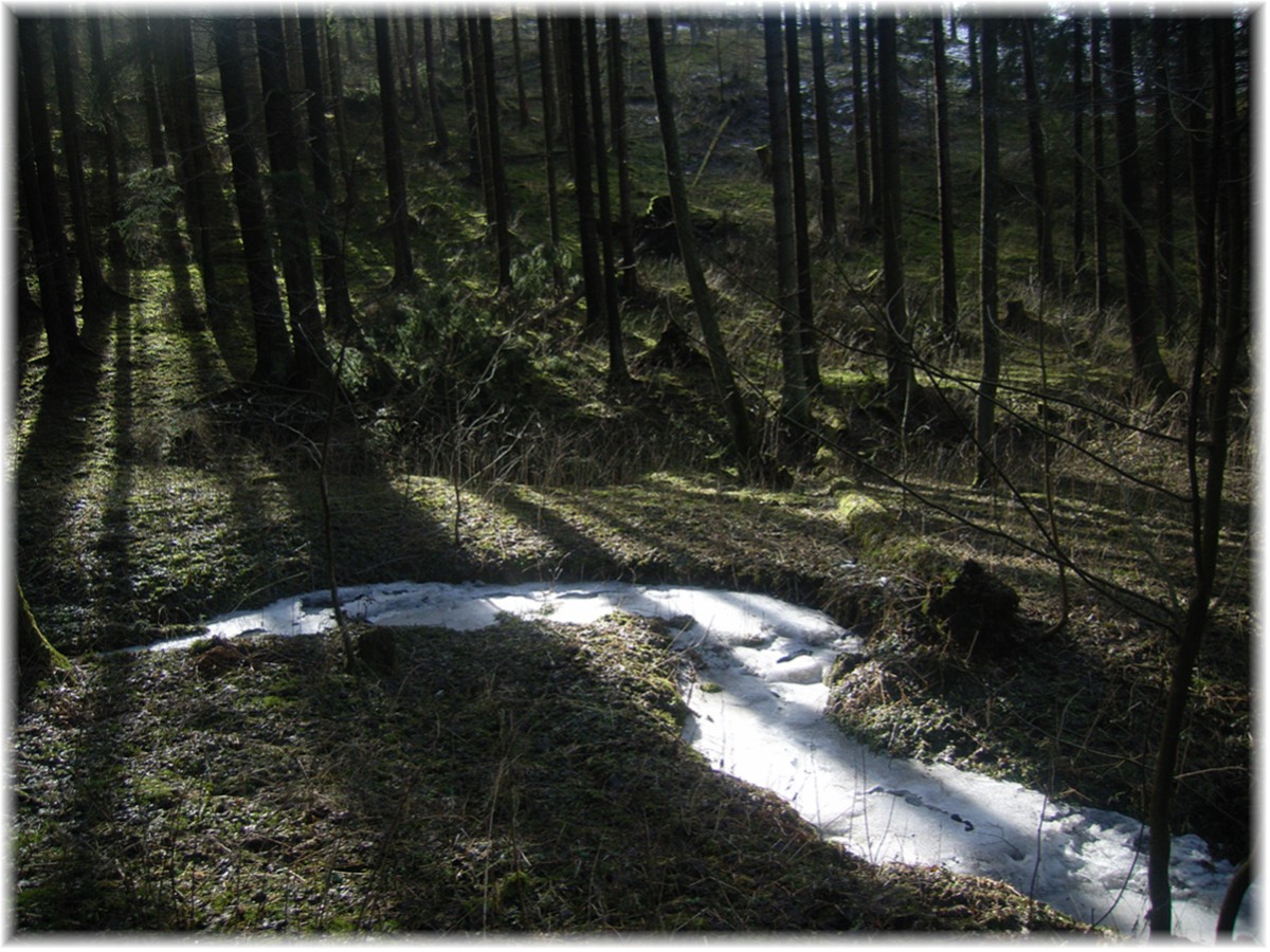 Sonnenlicht im Wald