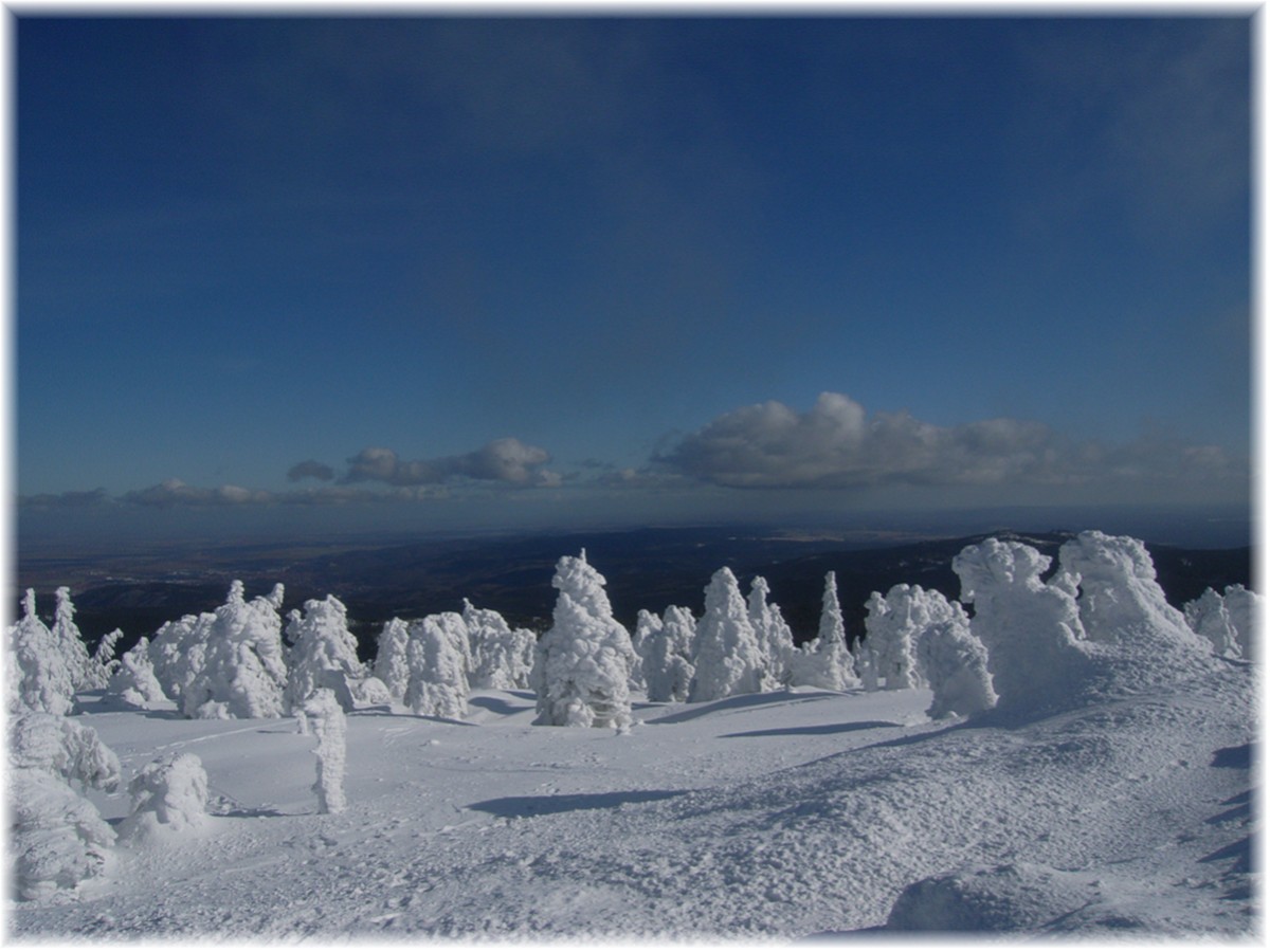 Vereiste Bäume auf dem Brocken