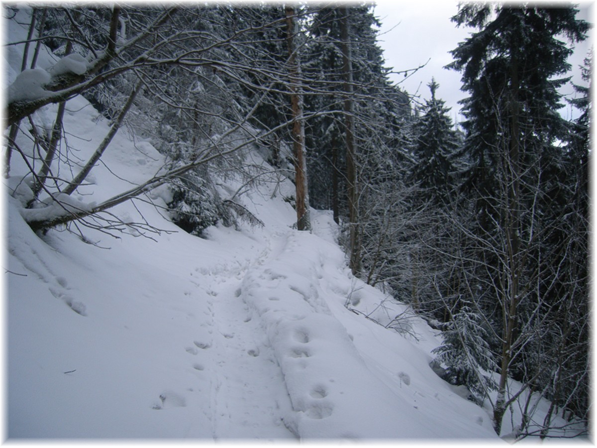 Verschneiter Wanderweg