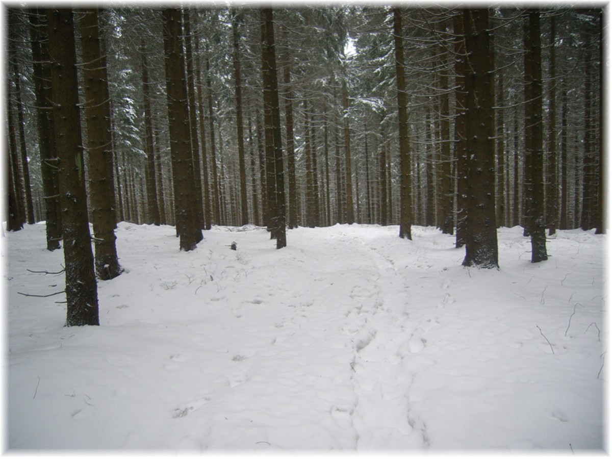 Verschneiter Wanderweg