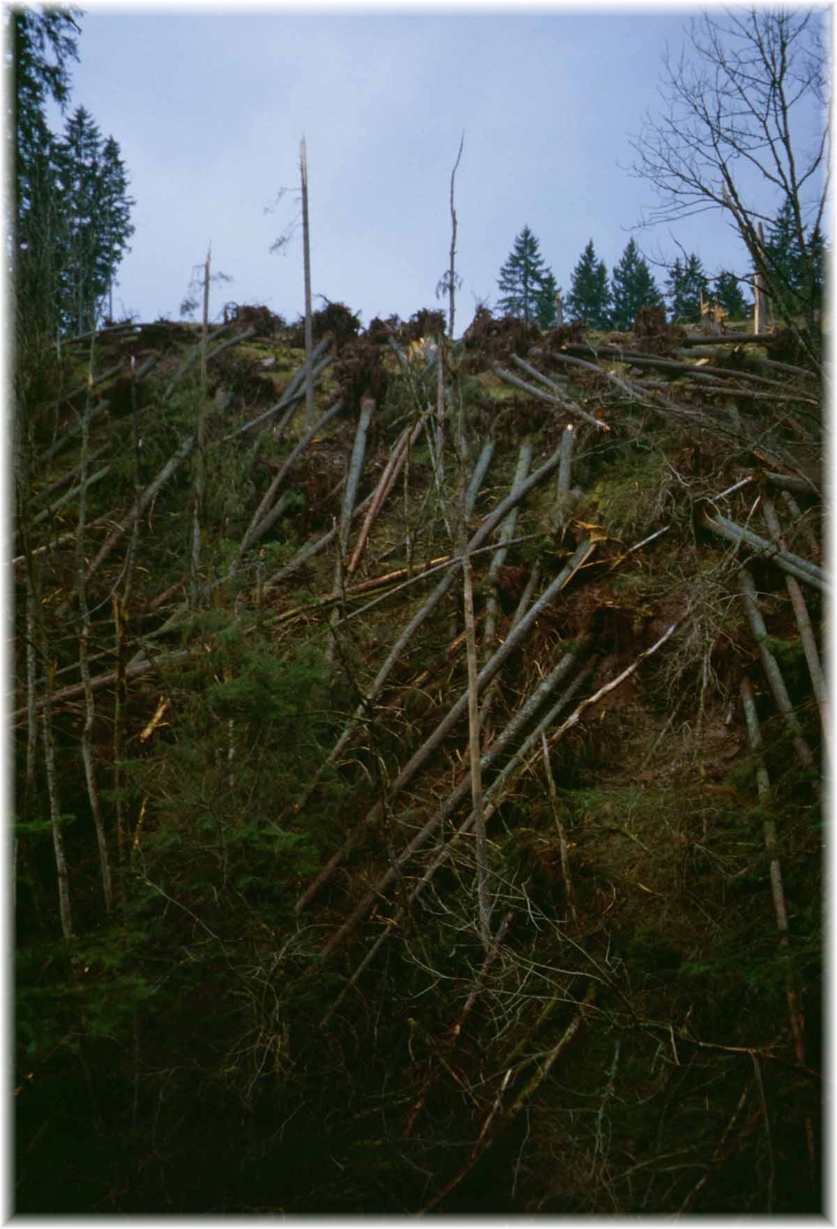 Fernwanderweg E1, Waldschäden nach Orkan Lothar