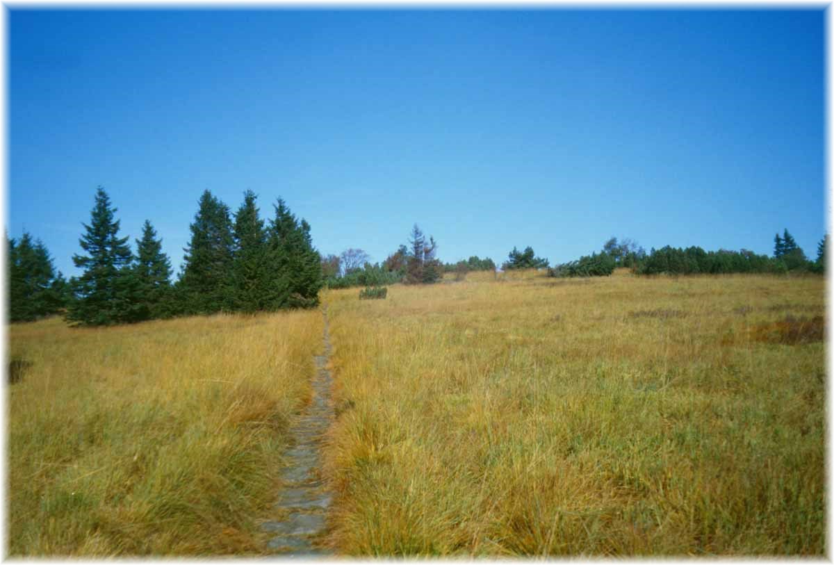 Fernwanderweg E1, Schliffkopf, Schwarzwald