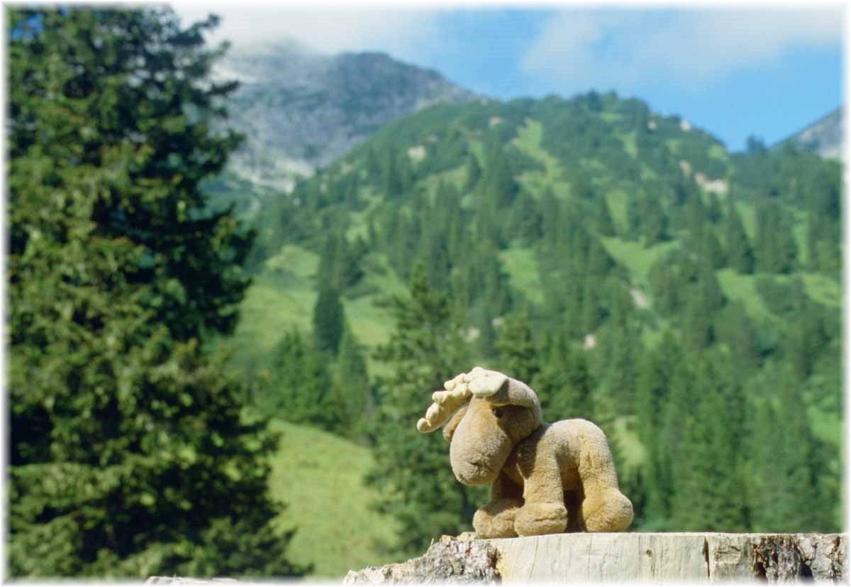 Klelch, der kleine Elch in Österreich