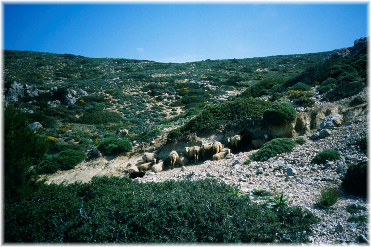 Schafe auf Kreta