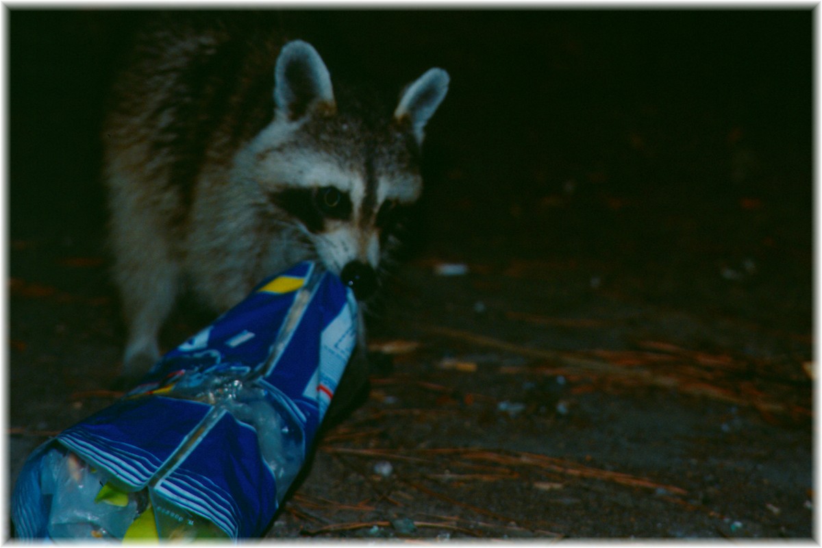 USA, Rocky racoon