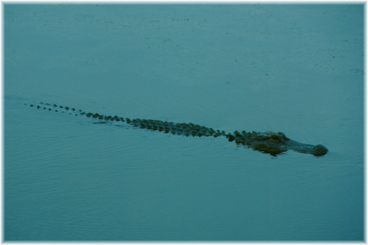 USA, South Carolina, Edisto Beach