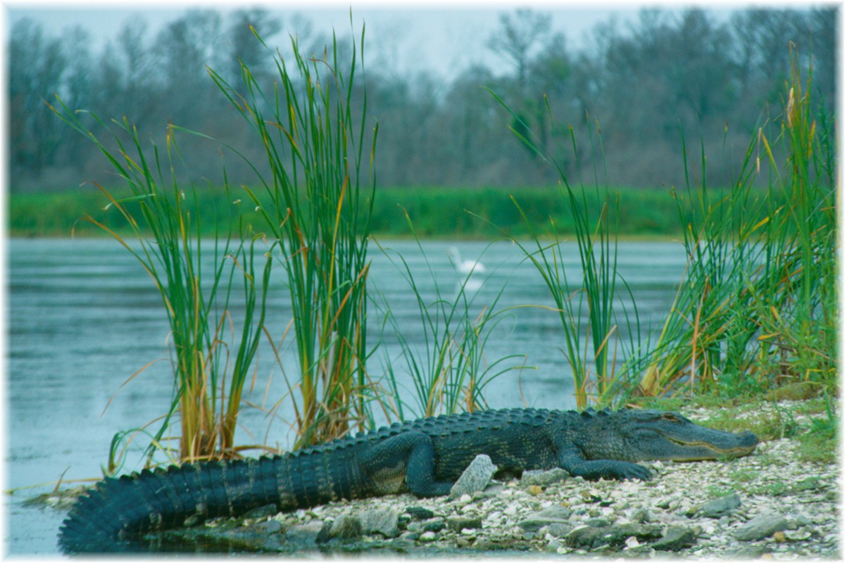 USA, South Carolina, Edisto Beach