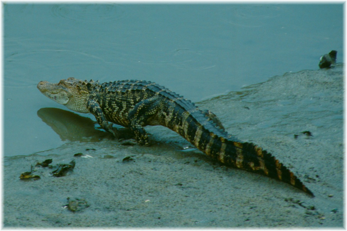 USA, South Carolina, Edisto Beach