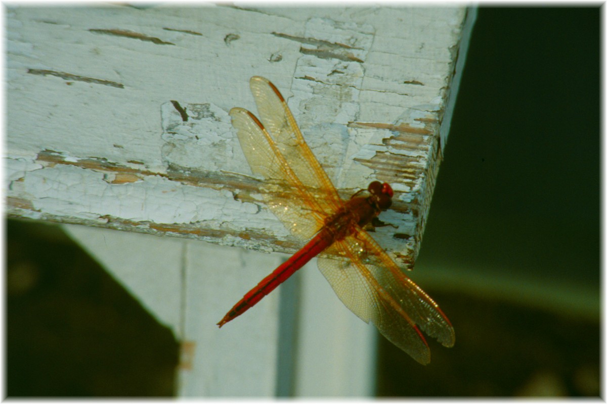 USA, Libelle