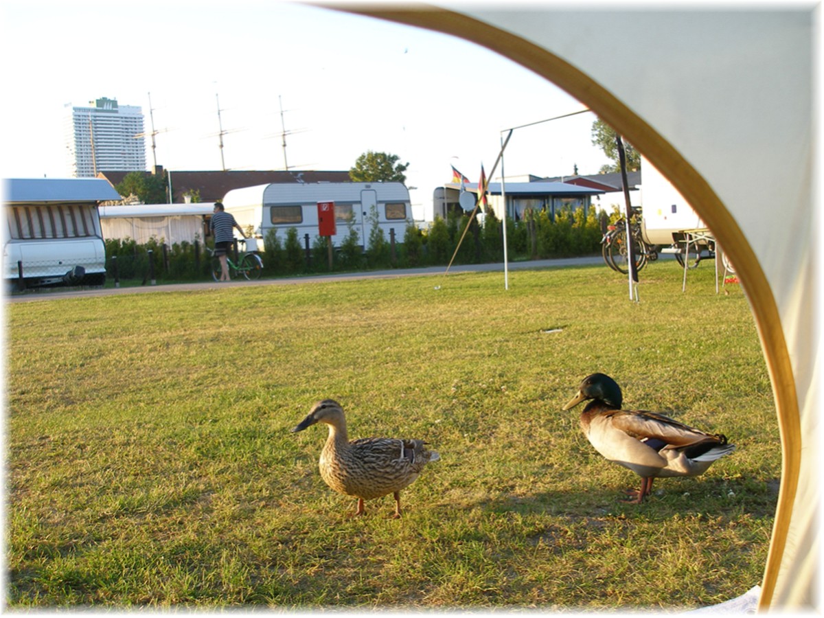 Enten vorm Zelt