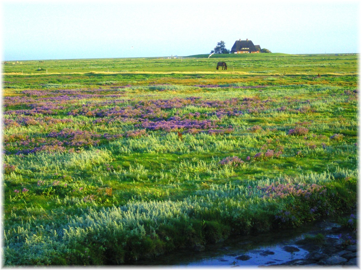 Auf der Hallig Hooge