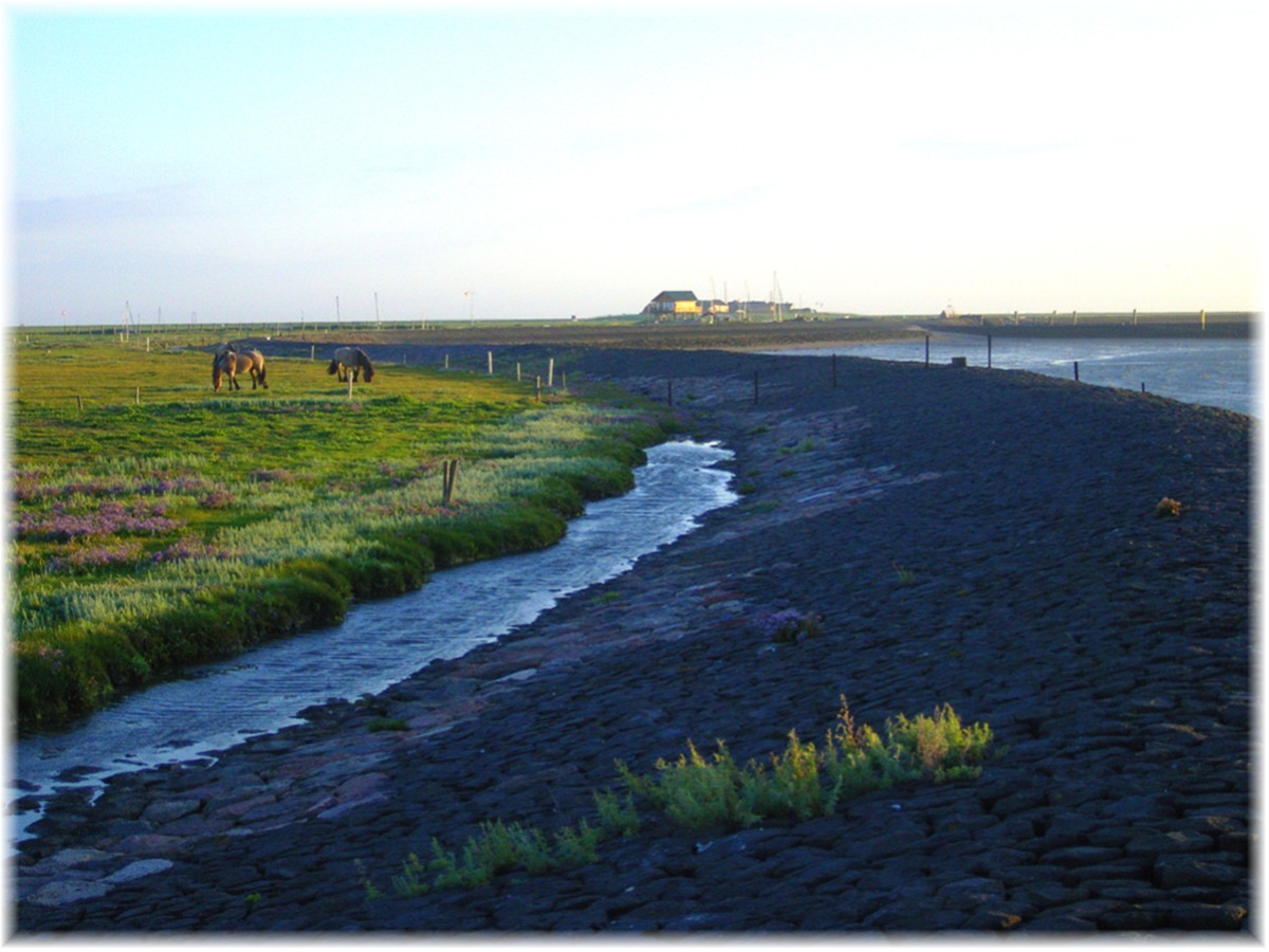 Auf der Hallig Hooge