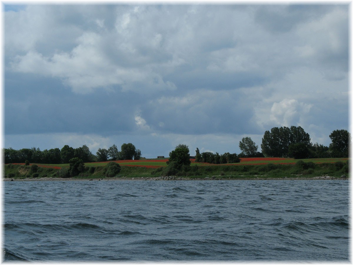 Mohnblumen auf der dänischen Insel Avernak