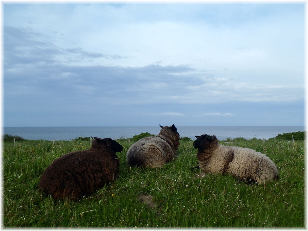Schafe blicken aufs Meer